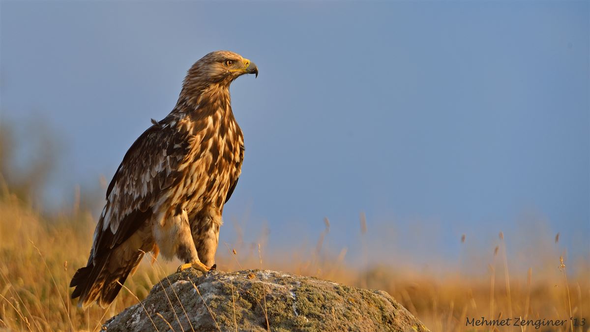 Şah Kartal