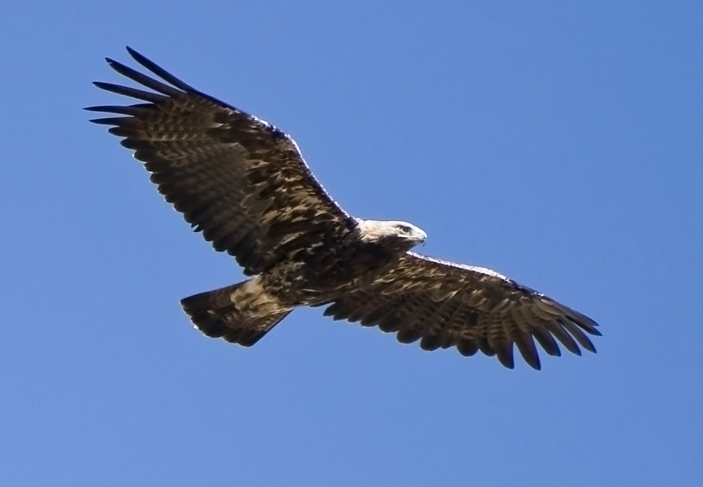 Şah Kartal