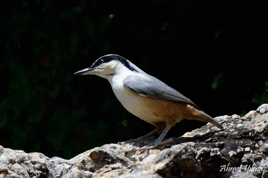 Eastern Rock Nuthatch