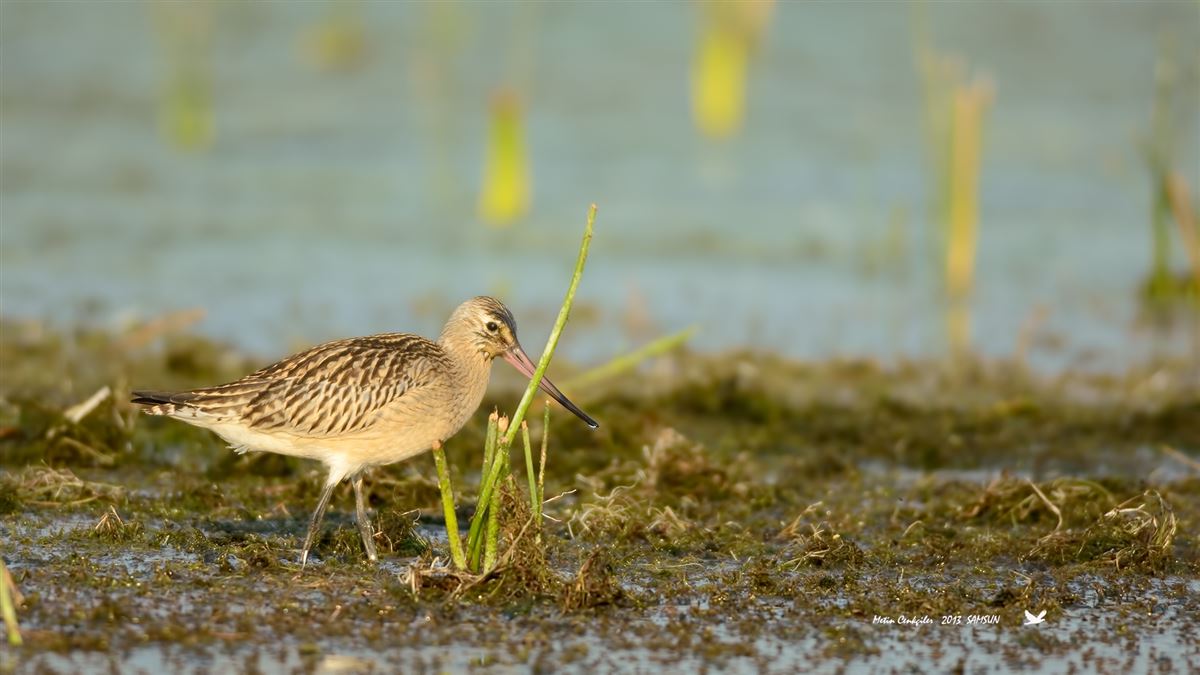 Bar-tailed Godwit