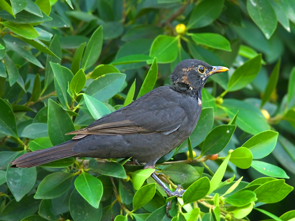 Common Blackbird