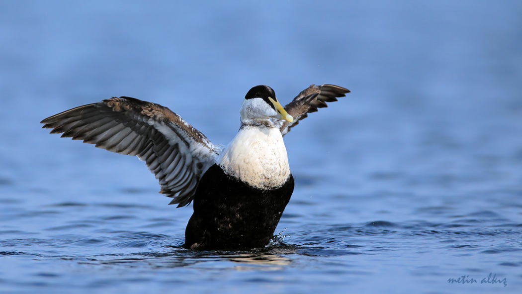 Common Eider