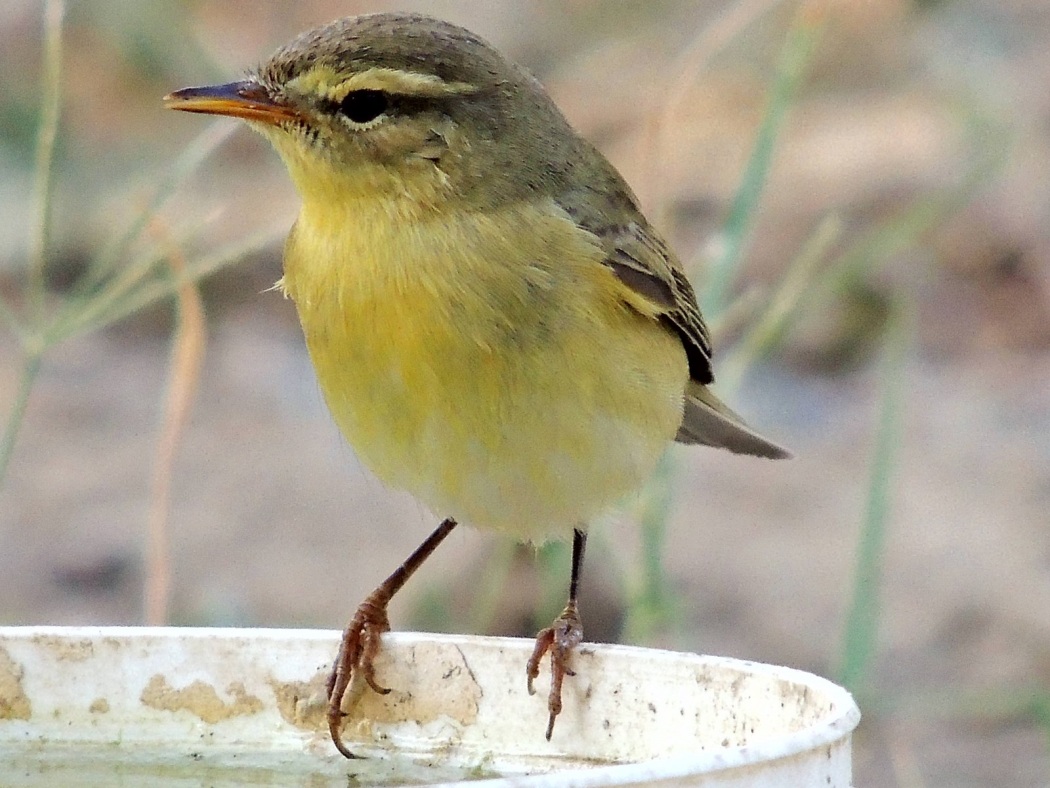 Willow Warbler