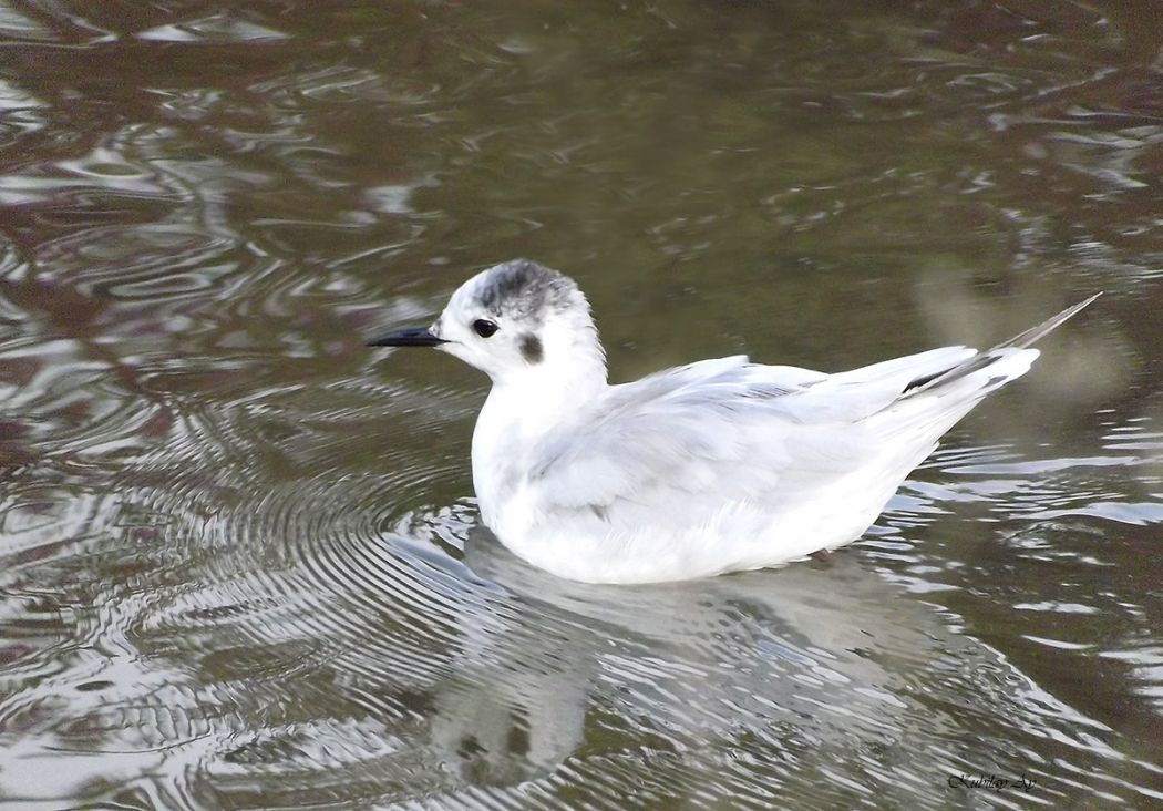 Little Gull