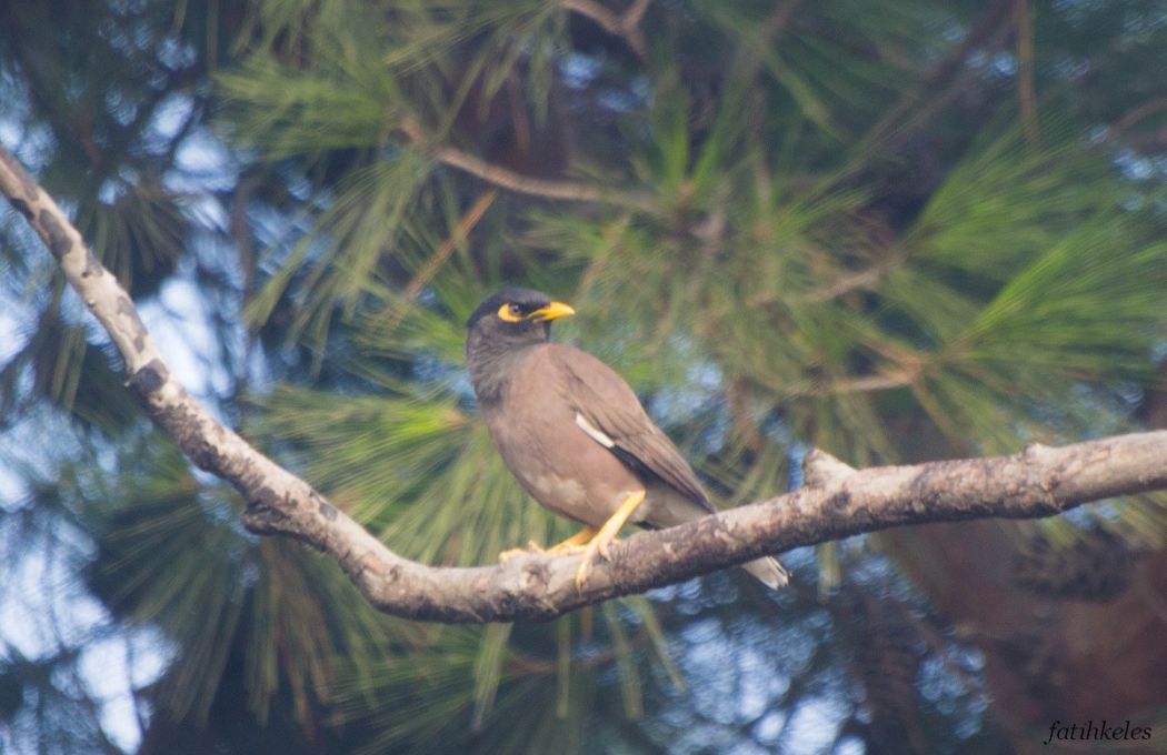 Common Myna