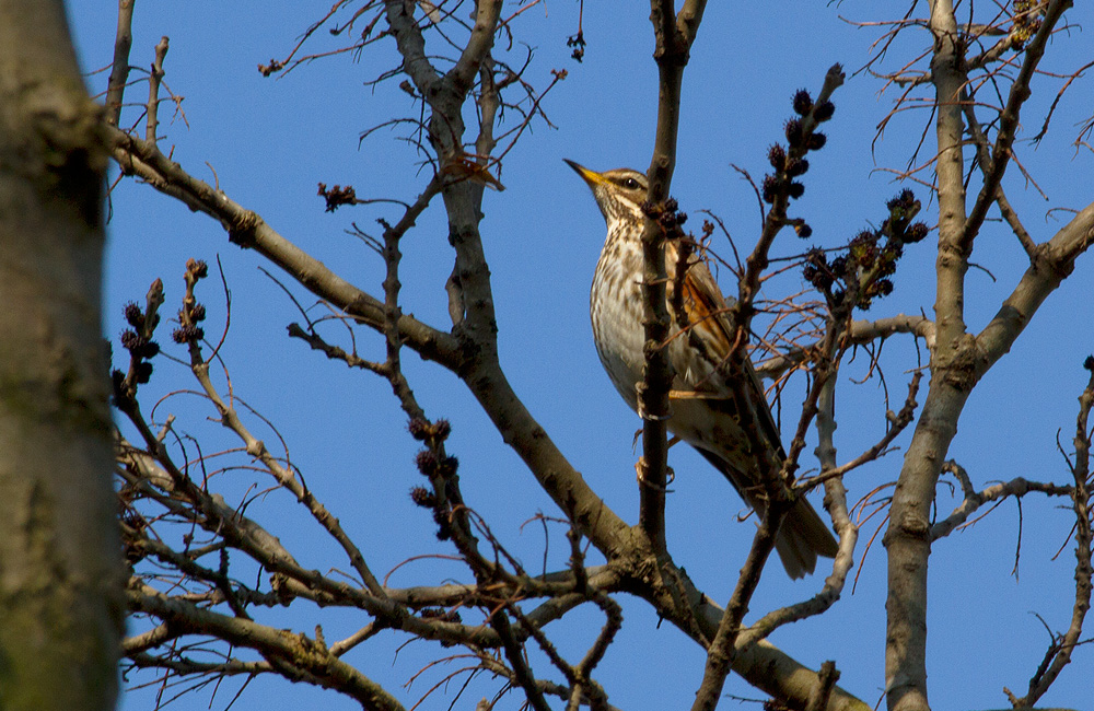 Redwing