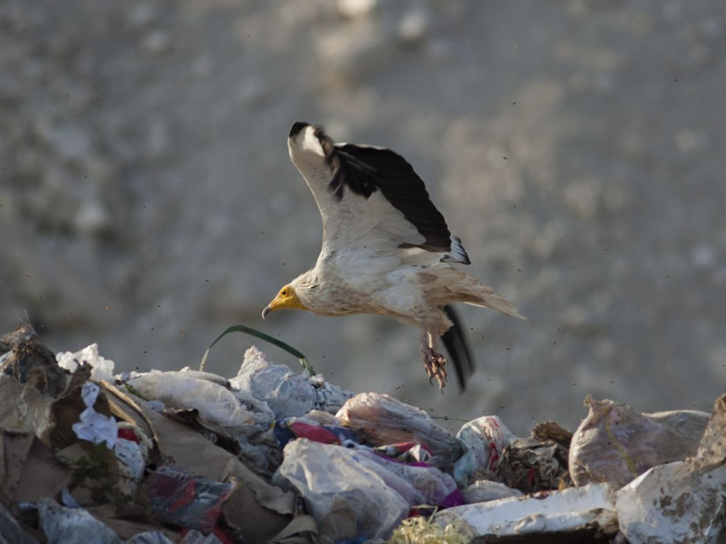 Egyptian Vulture