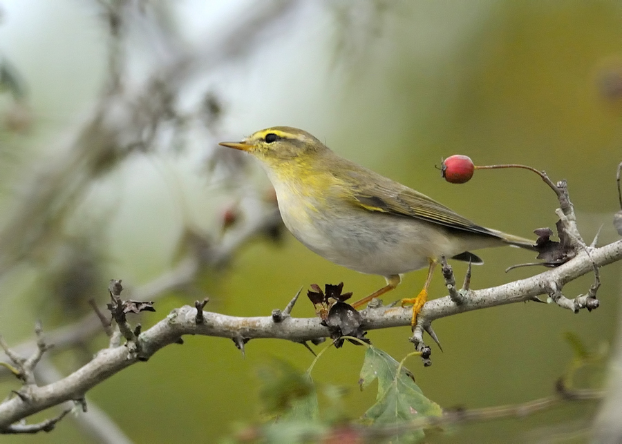 Willow Warbler