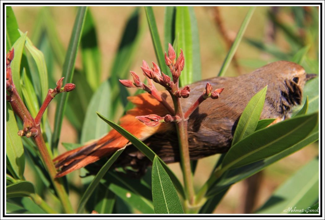 Common Redstart