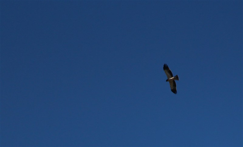 Booted Eagle