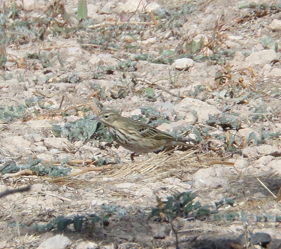 Tree Pipit