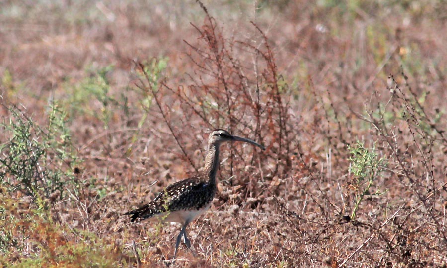 Eurasian Whimbrel