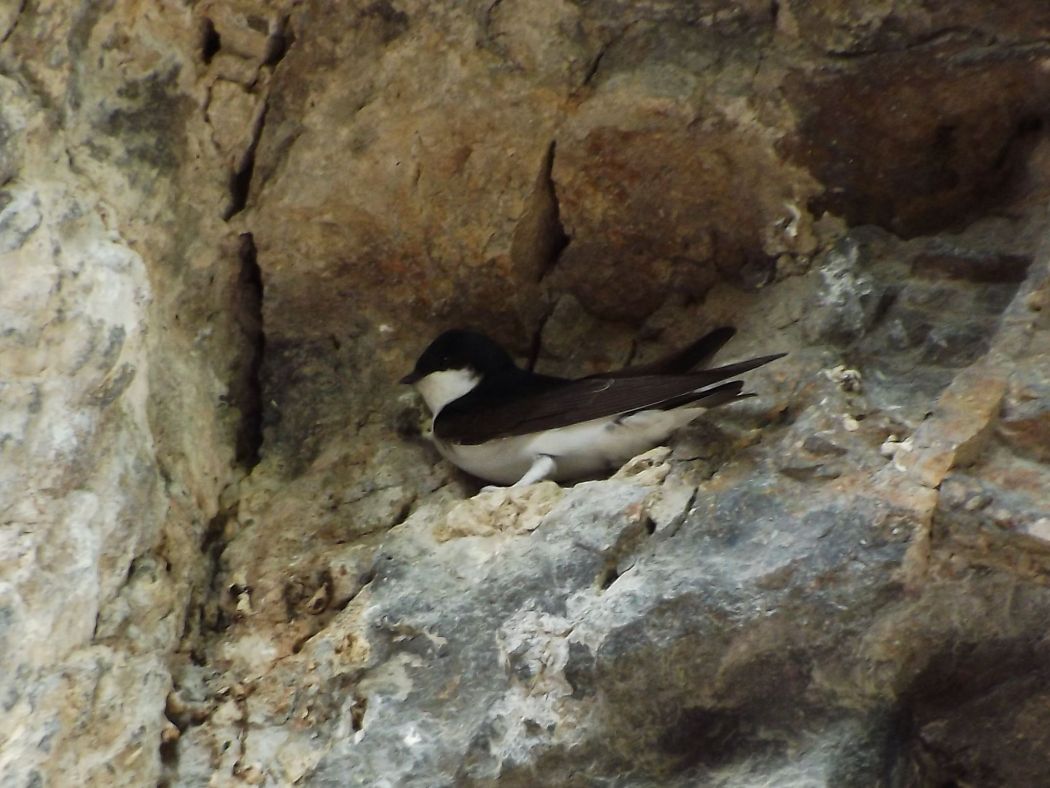 Common House Martin