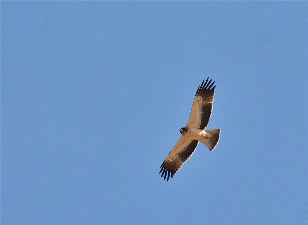 Küçük Kartal