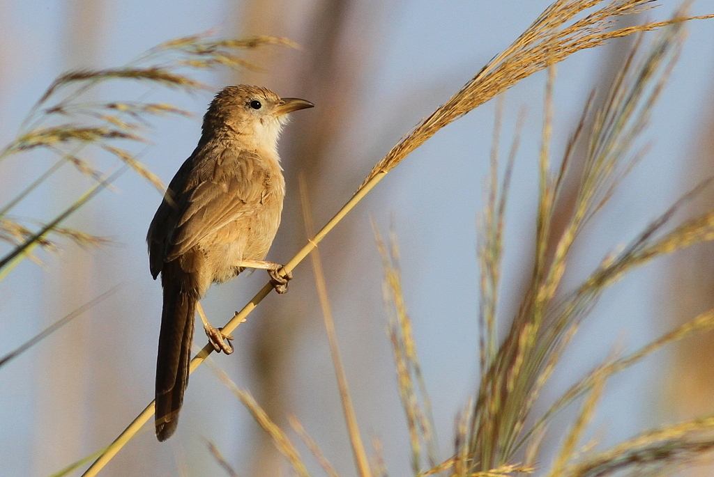 Iraq Babbler