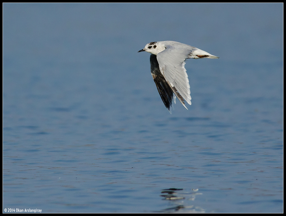 Little Gull