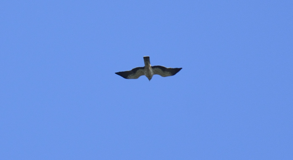 Küçük Kartal