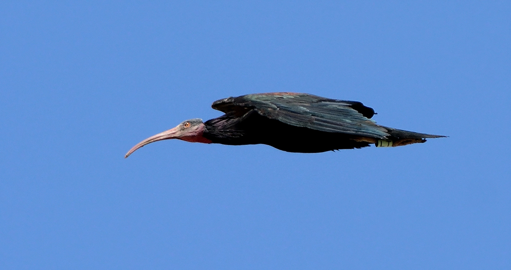Northern Bald Ibis
