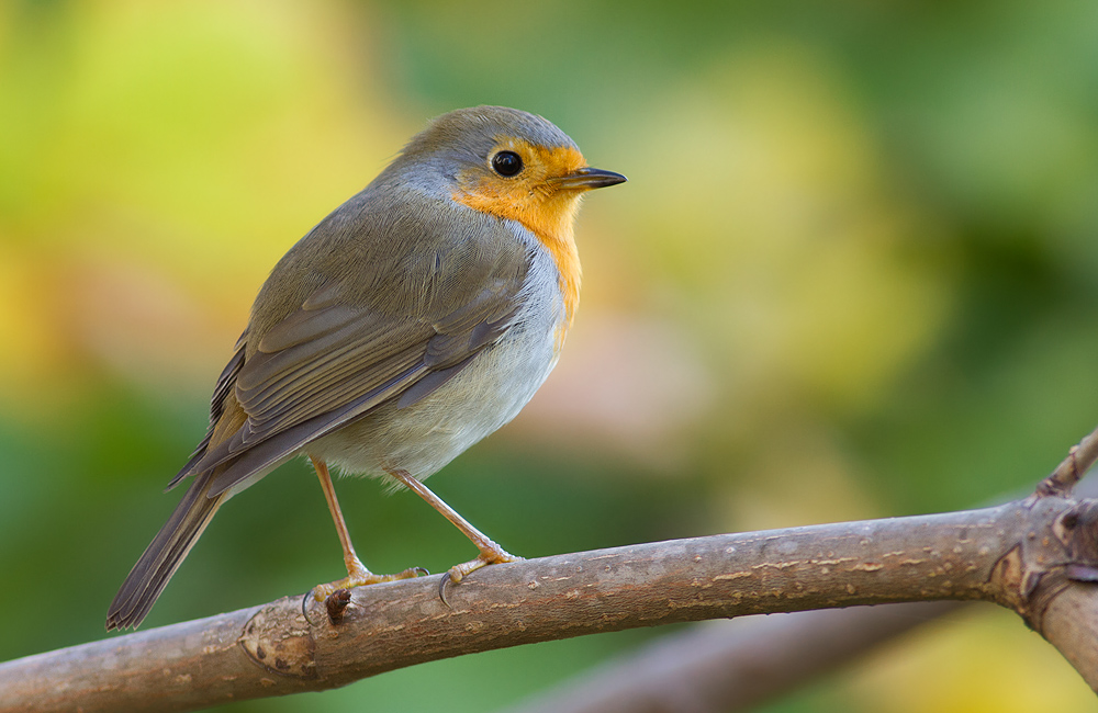 European Robin