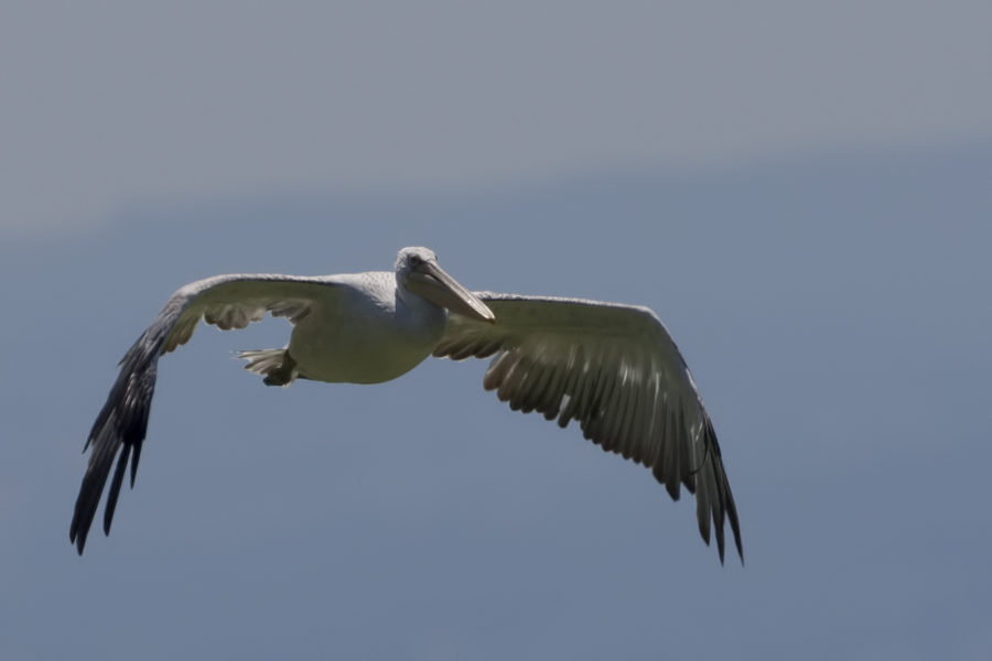 Dalmatian Pelican