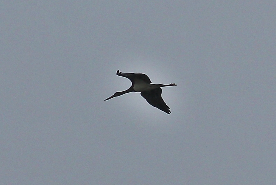 Black Stork