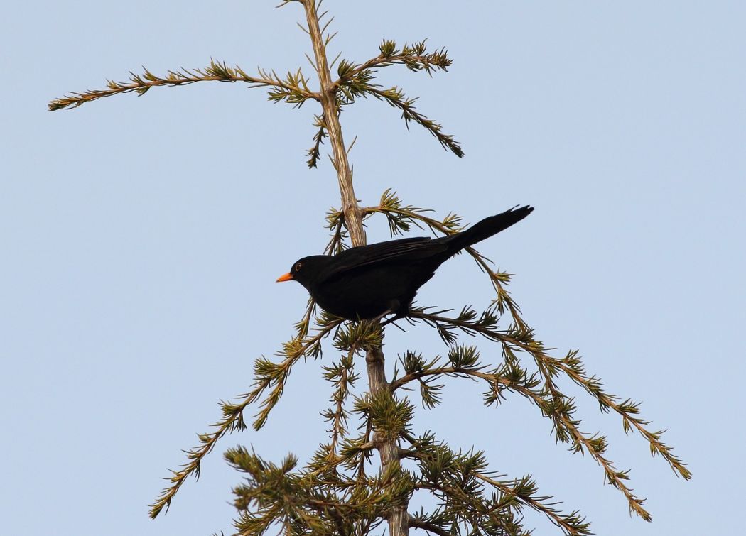 Common Blackbird