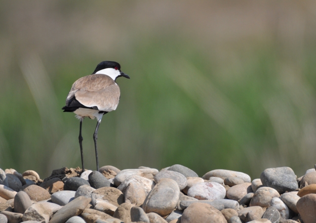Spur-winged Lapwing