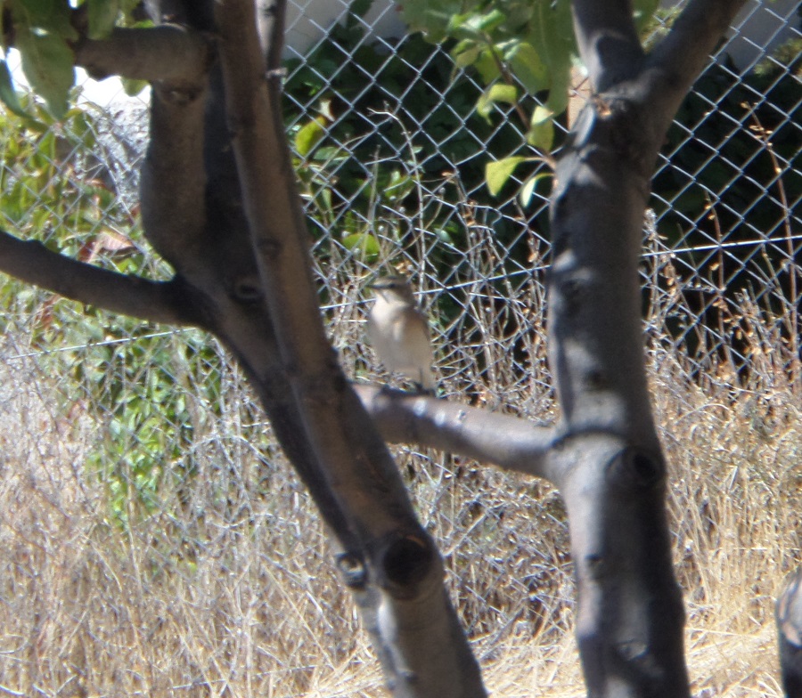 Northern Wheatear