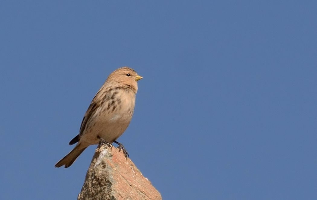 Twite