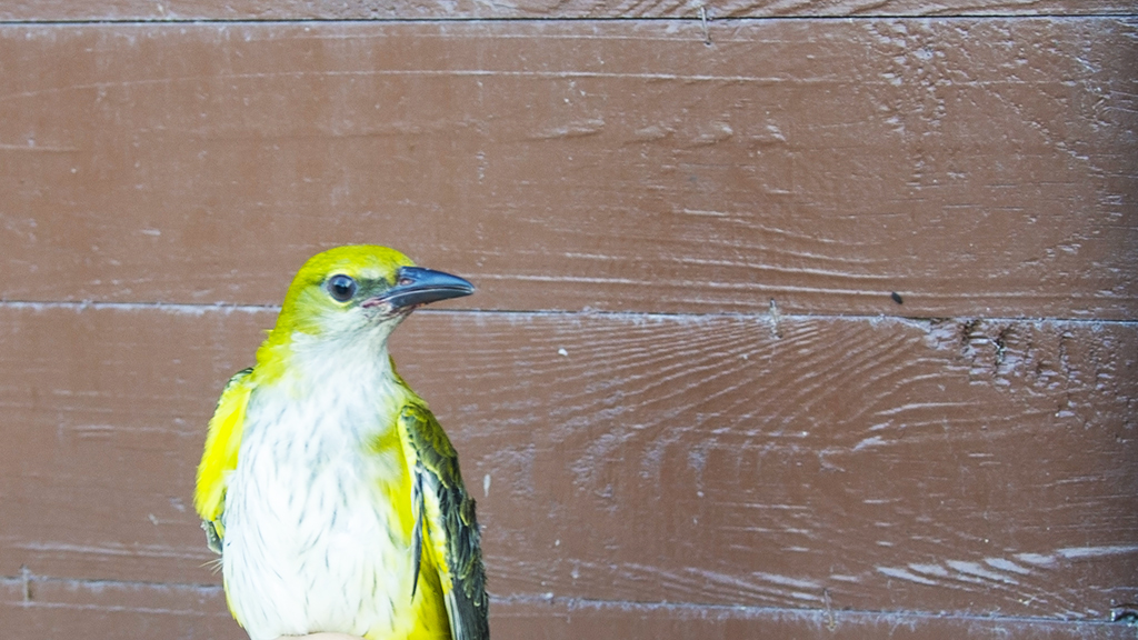 Eurasian Golden Oriole