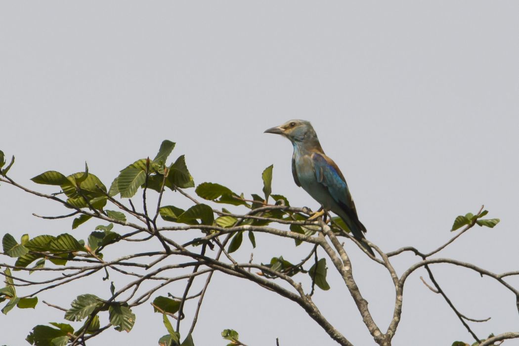 European Roller