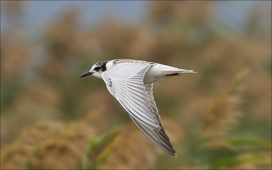 White-winged Tern