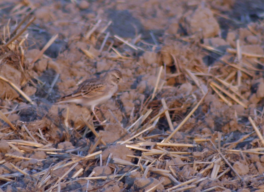 Greater Short-toed Lark