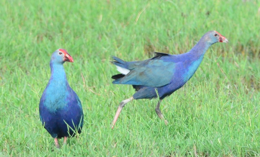 Grey-headed Swamphen