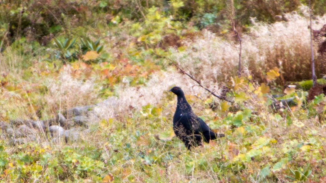 Caucasian Grouse
