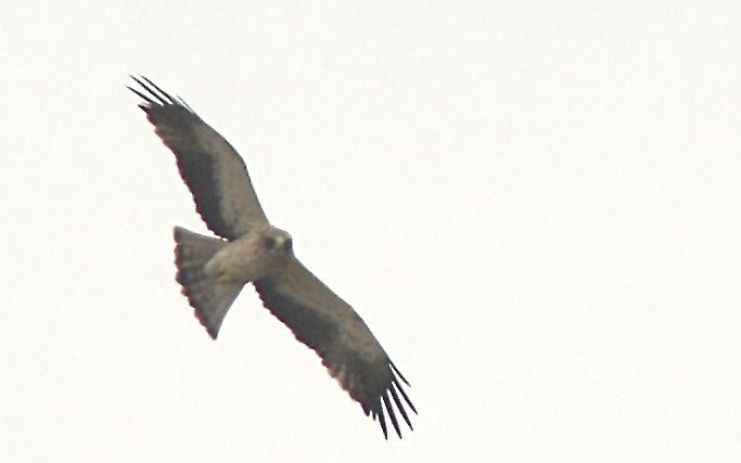 Küçük Kartal