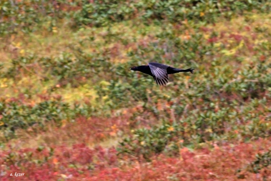 Caucasian Grouse