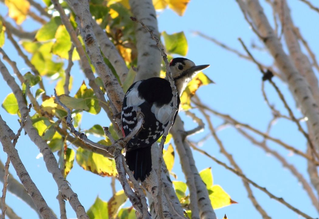 Syrian Woodpecker