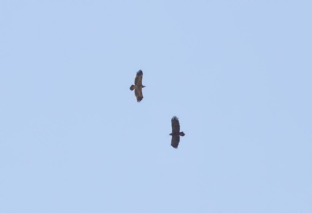 Steppe Eagle