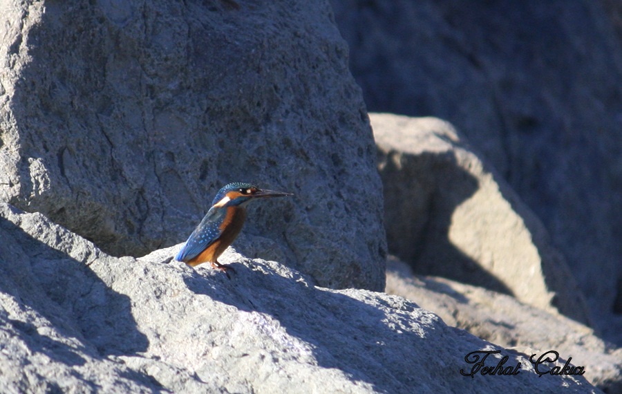 Common Kingfisher