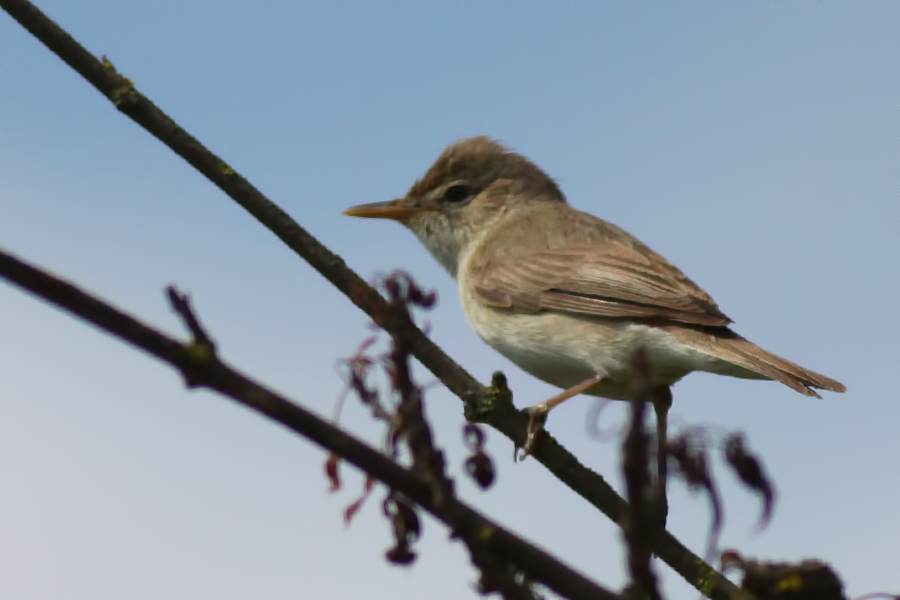 Eastern Olivaceous Warbler