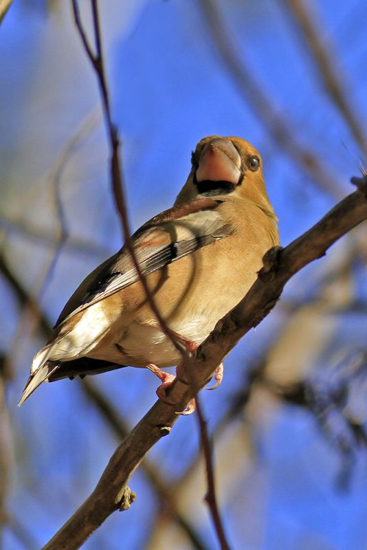 Hawfinch
