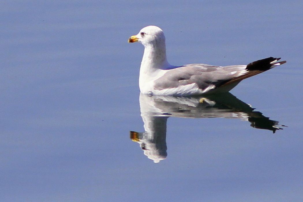 Armenian Gull