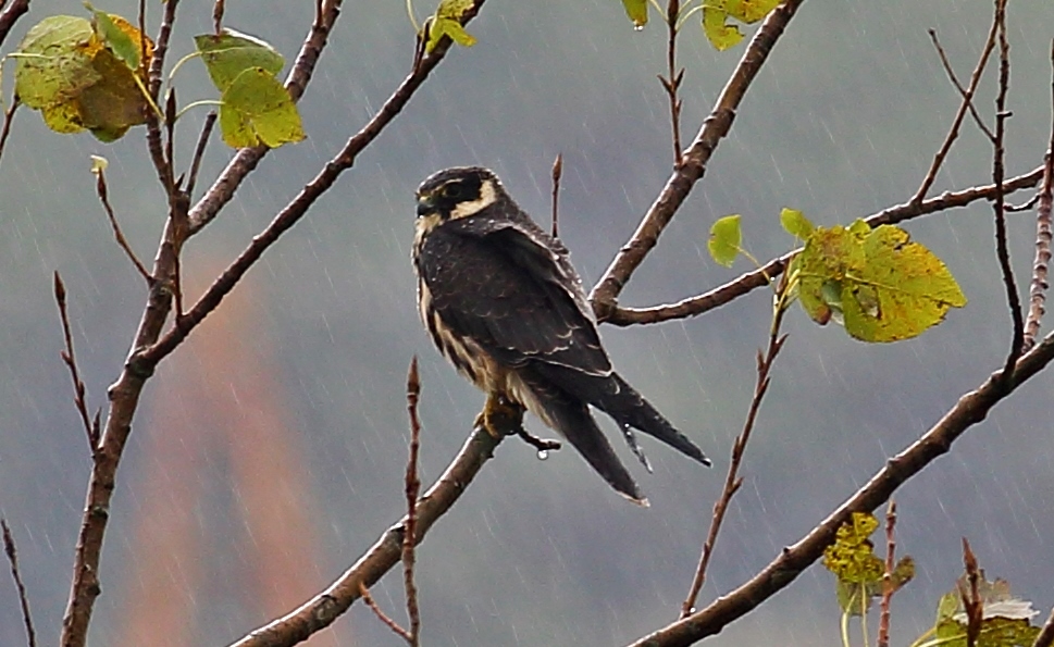 Eurasian Hobby