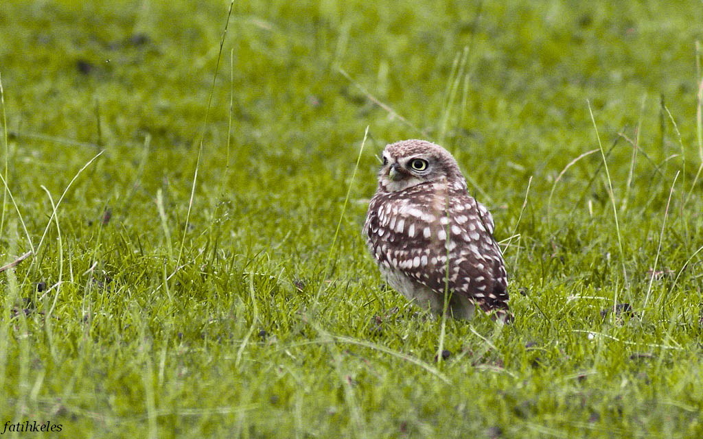 Little Owl