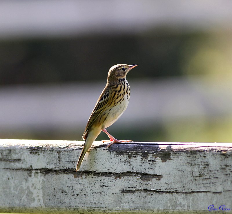 Tree Pipit
