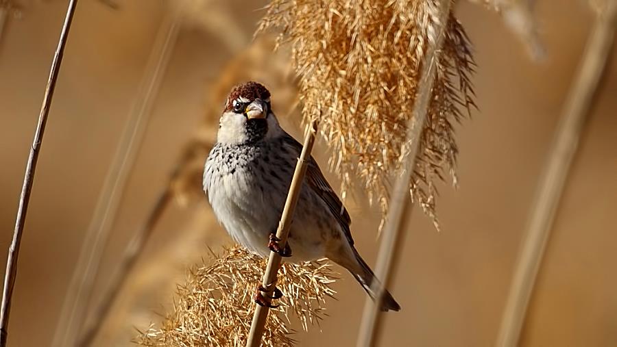 Spanish Sparrow