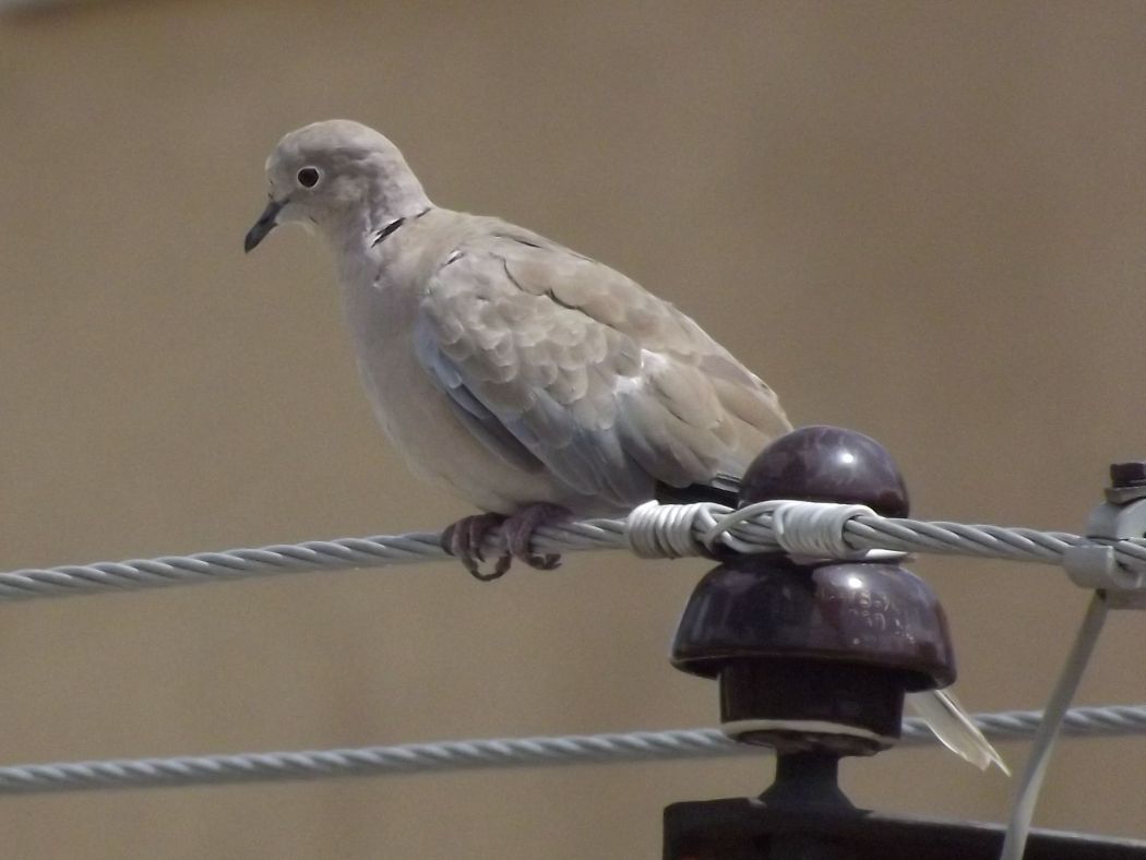 Eurasian Collared Dove