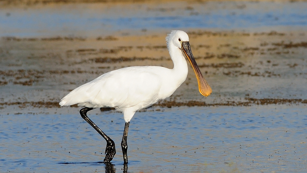 Eurasian Spoonbill