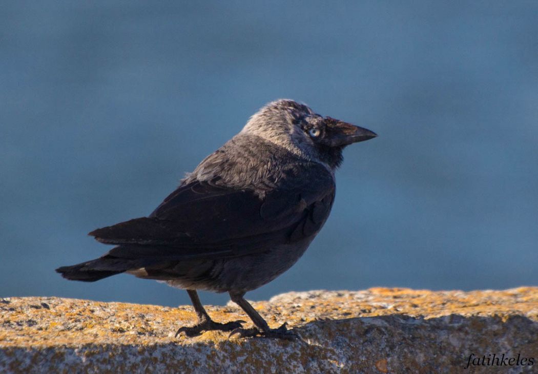 Western Jackdaw